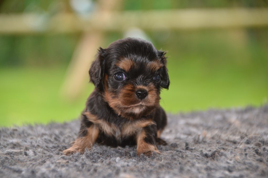 Femelle - Cavalier King Charles Spaniel