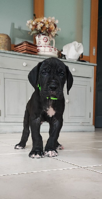 Les chiots de Dogue allemand