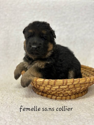 Les chiots de Berger Allemand