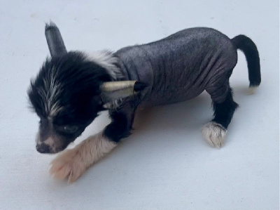 Les chiots de Chien chinois à crête