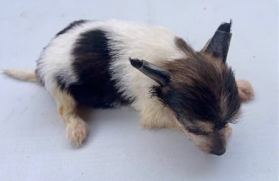 Les chiots de Chien chinois à crête