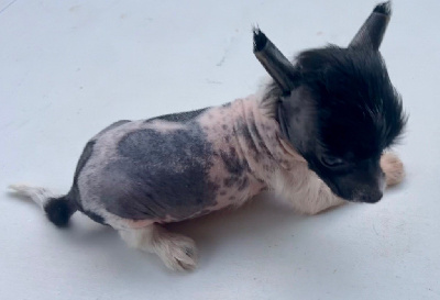 Les chiots de Chien chinois à crête