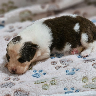 Les chiots de Berger Australien