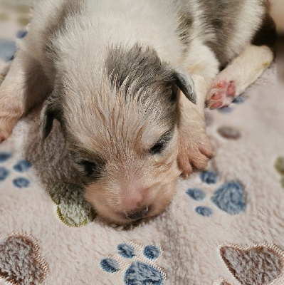 Les chiots de Berger Australien