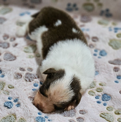 Les chiots de Berger Australien