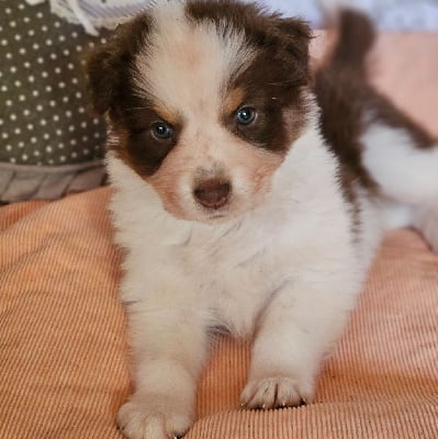 Les chiots de Berger Australien