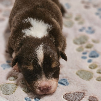 Les chiots de Berger Australien