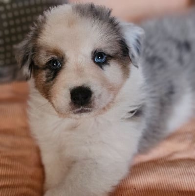 Les chiots de Berger Australien