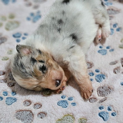 Les chiots de Berger Australien