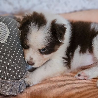 Les chiots de Berger Australien