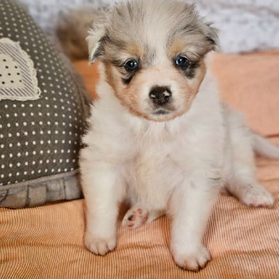 Les chiots de Berger Australien