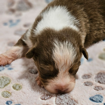 Les chiots de Berger Australien