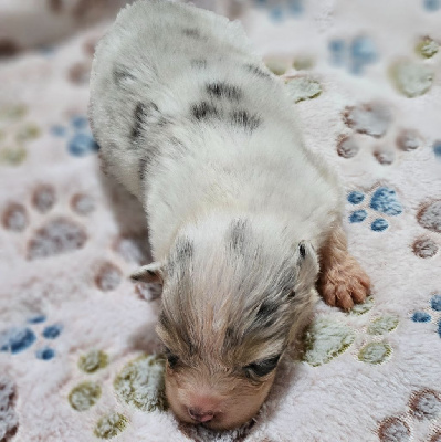 Les chiots de Berger Australien