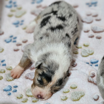 Les chiots de Berger Australien