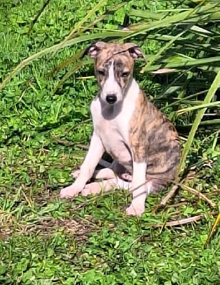 Les chiots de Whippet