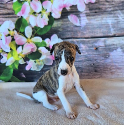 Les chiots de Whippet