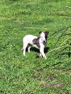 Les chiots de Whippet