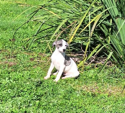 Les chiots de Whippet