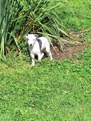 Les chiots de Whippet