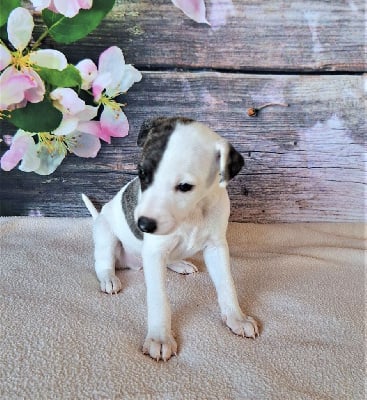 Les chiots de Whippet