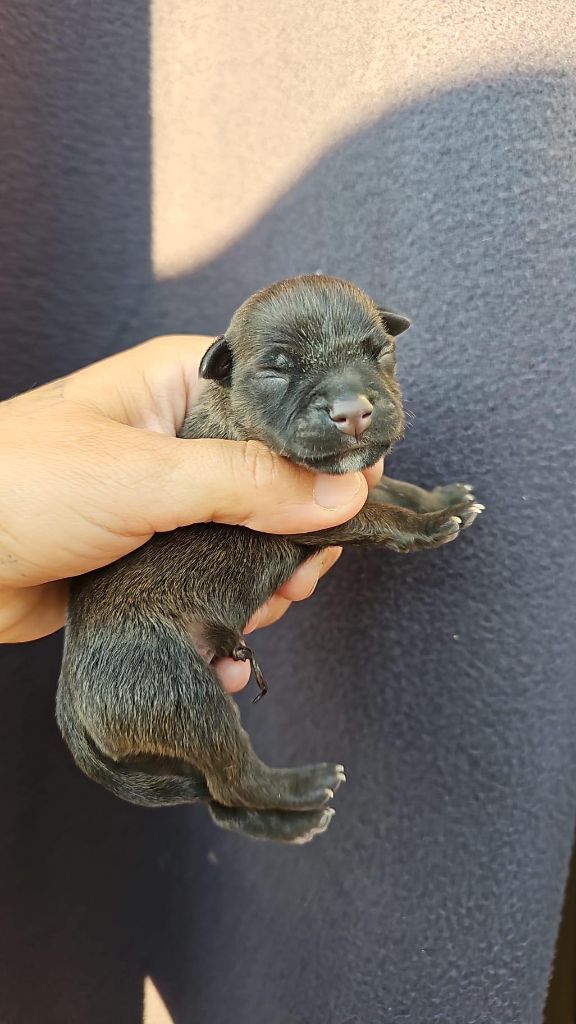 CHIOT - Staffordshire Bull Terrier