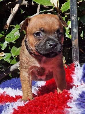 Les chiots de Staffordshire Bull Terrier