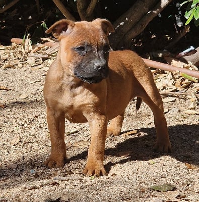 Les chiots de Staffordshire Bull Terrier