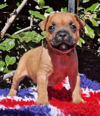 Les chiots de Staffordshire Bull Terrier