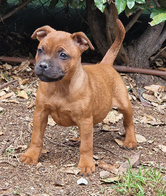 Les chiots de Staffordshire Bull Terrier