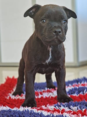 Les chiots de Staffordshire Bull Terrier