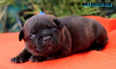 Les chiots de Staffordshire Bull Terrier