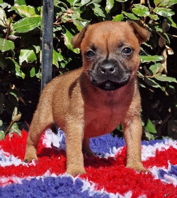 Les chiots de Staffordshire Bull Terrier