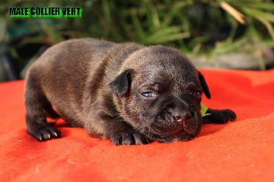 Les chiots de Staffordshire Bull Terrier