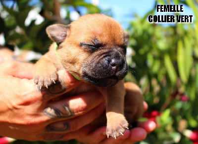 Les chiots de Staffordshire Bull Terrier