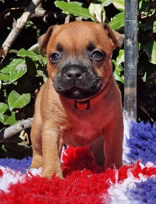 Les chiots de Staffordshire Bull Terrier