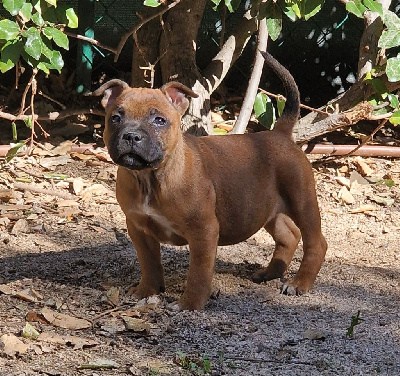 Les chiots de Staffordshire Bull Terrier