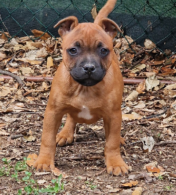 Les chiots de Staffordshire Bull Terrier