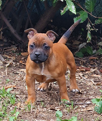 Les chiots de Staffordshire Bull Terrier