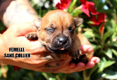 Les chiots de Staffordshire Bull Terrier