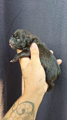 Les chiots de Staffordshire Bull Terrier