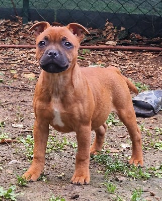 Les chiots de Staffordshire Bull Terrier