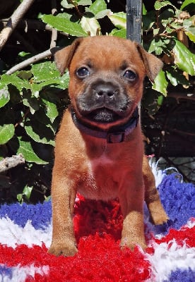 Les chiots de Staffordshire Bull Terrier