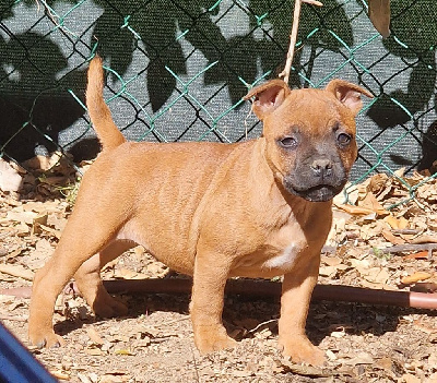 Les chiots de Staffordshire Bull Terrier