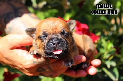 Les chiots de Staffordshire Bull Terrier