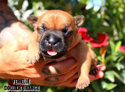 Les chiots de Staffordshire Bull Terrier