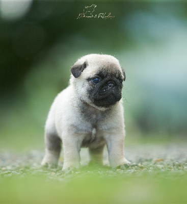 Les chiots de Carlin