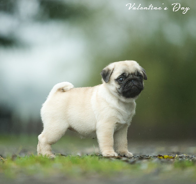 Les chiots de Carlin