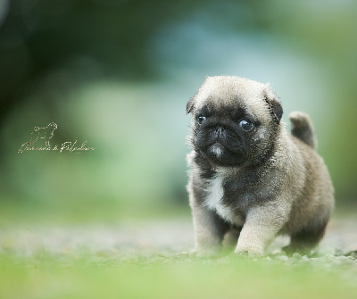 Les chiots de Carlin