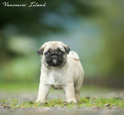 Les chiots de Carlin