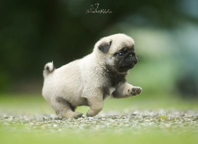 Les chiots de Carlin